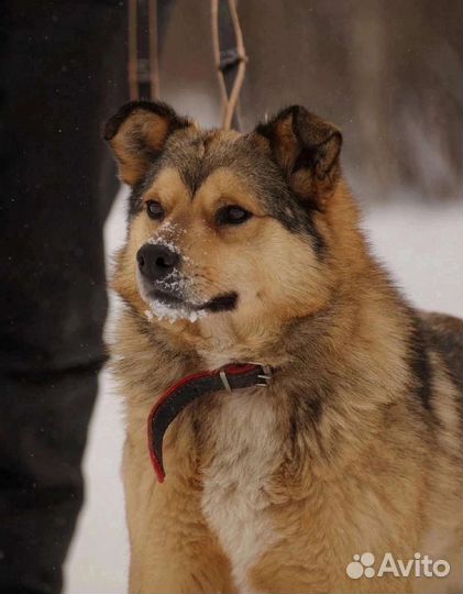 Моня в добрые руки