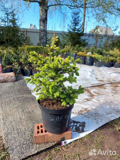 Picea abies Will's Zwerg