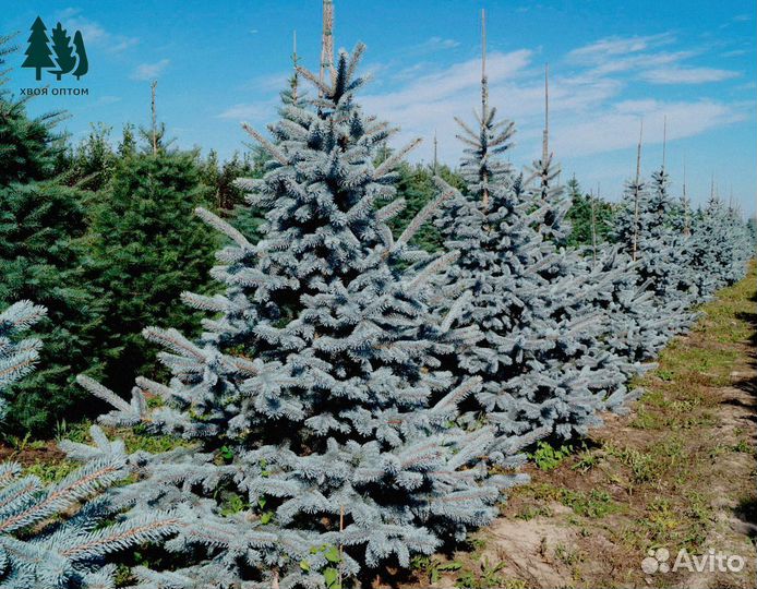 Ель голубая из питомника
