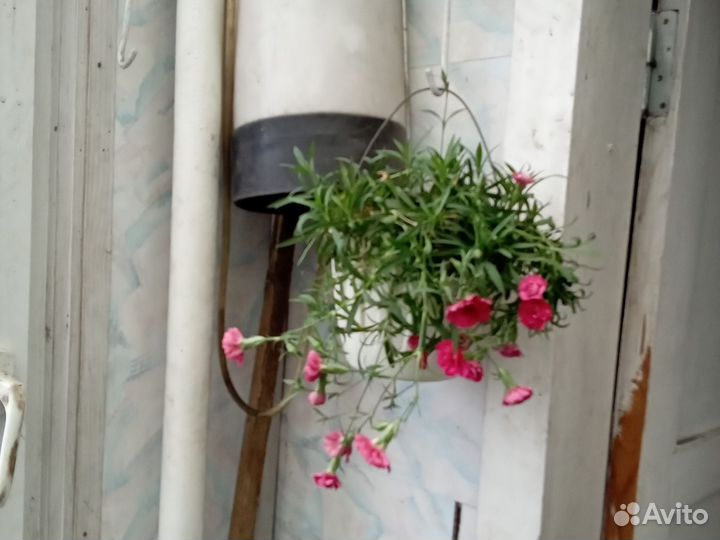 Гвоздика ампельная