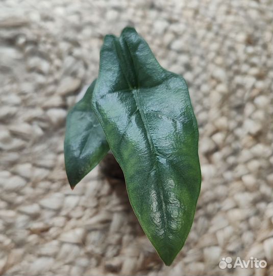 Алоказия хетерофилла