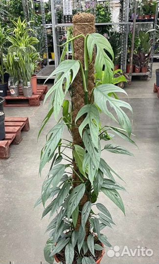 Эпипремнум себу блю