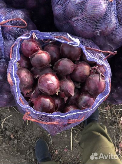 Лук от производителя