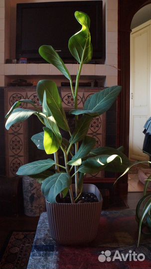 Фикус бенгальский