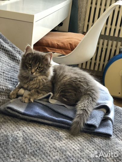 Пушистый котенок с сибирскими корнями