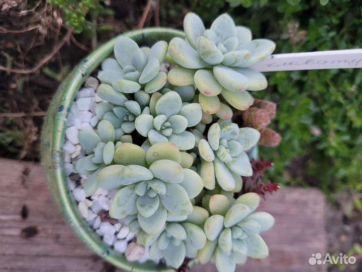 Суккуленты 2