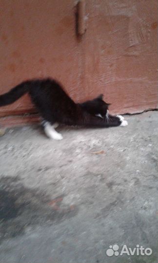 Ситуация SOS В центре Тулы живут котята-бездомыши