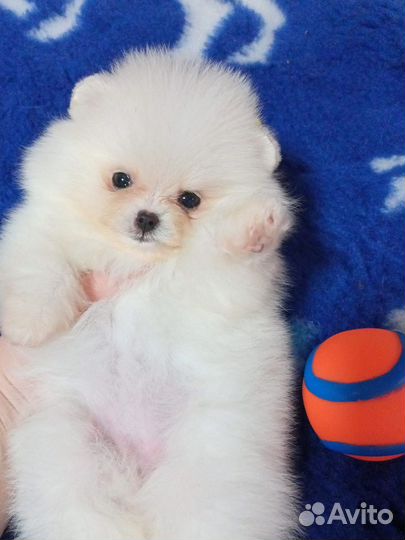 Шпицуличка