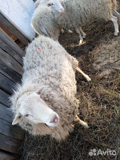 Овцы бараны
