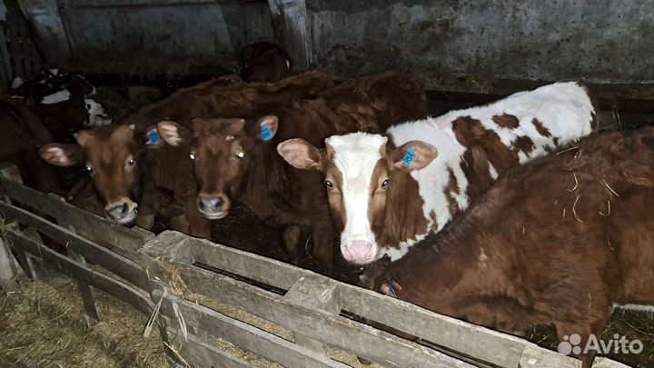 Телята бычки