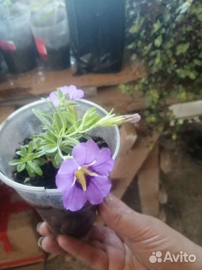 Цветы вегетативные