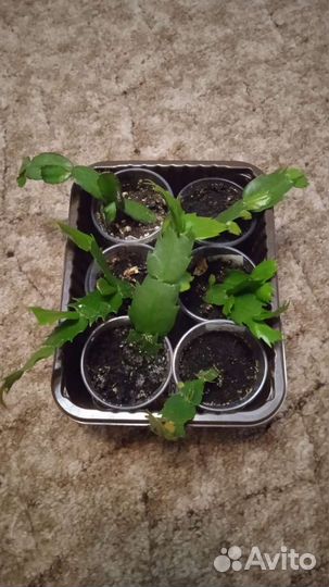 Декабрист шлюмбергер