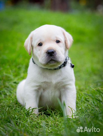 Лабрадоры РКФ