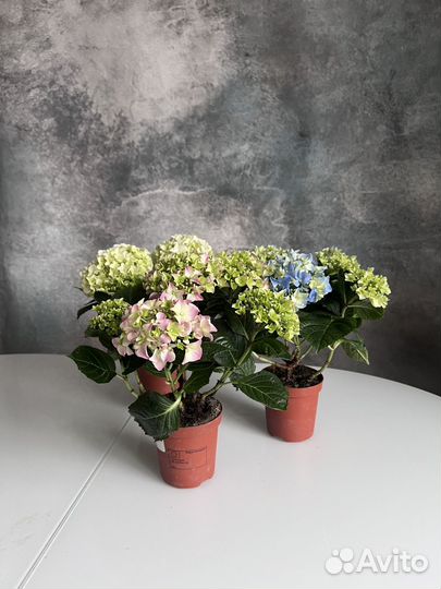 Гортензия в горшке комнатное растение на 8 марта