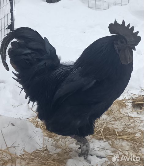 Продам петушков