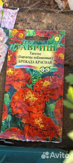 Рассада бархатцы