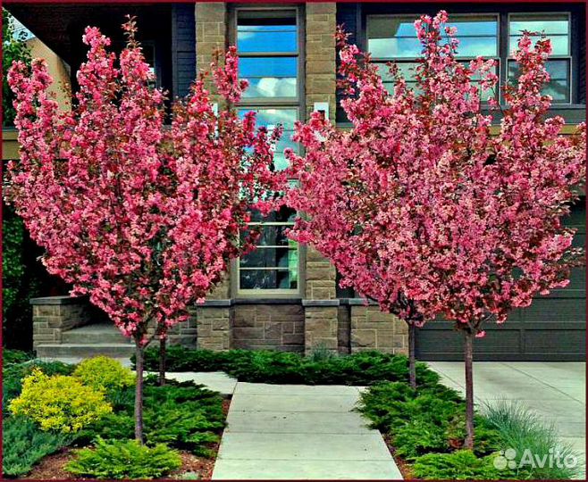 Луизиания на штамбе