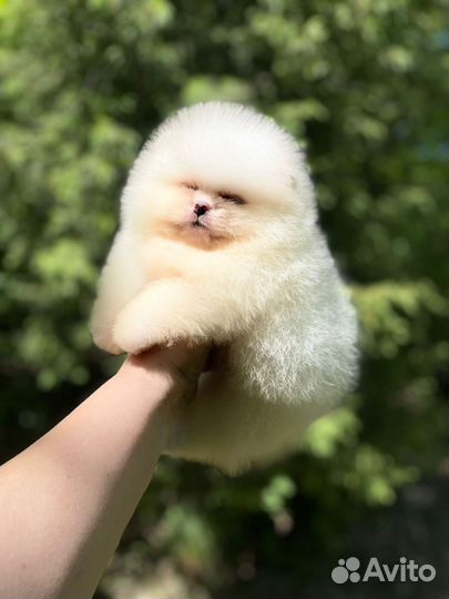 Мальчик померанского шпица