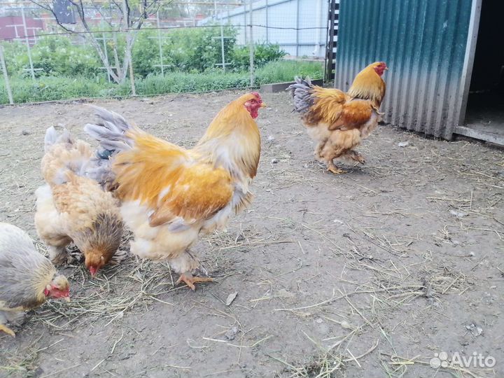 Петухи Брама