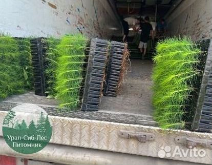 Зкс и окс Сосна Ель Лиственница сеянцы Голуб горн