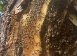 Бортевой мед с высокой Энергетикой. Горы Башкирии