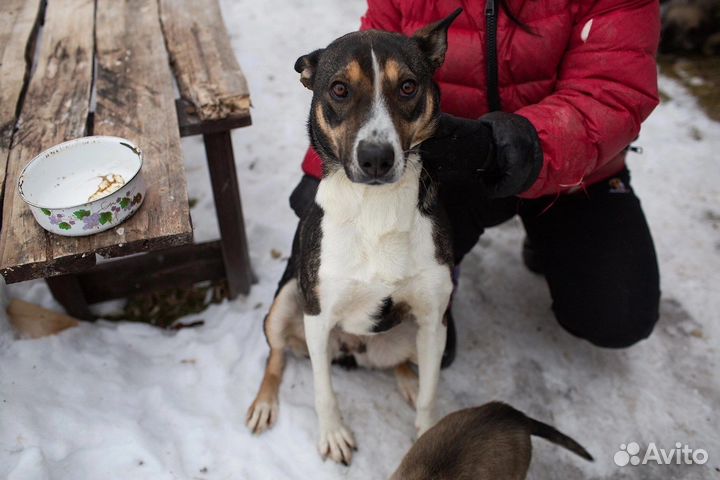 Собака ищет дом