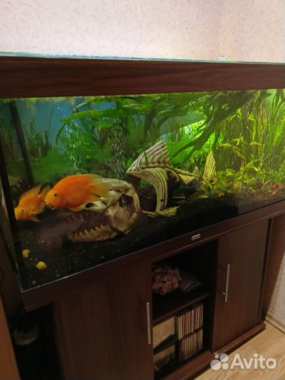 Аквариум Juwel Rio 300L