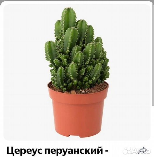 Цереус перуанский