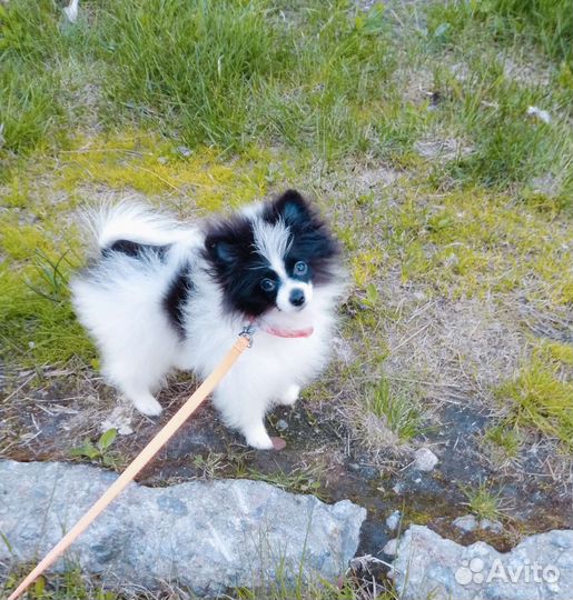 Маленькая собака шпиц