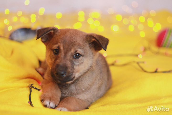 Лео ищет дом