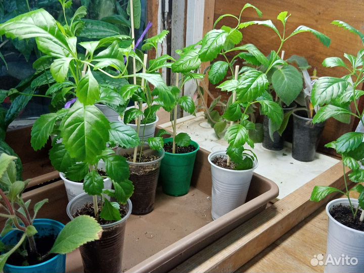 Дуранта комнатная