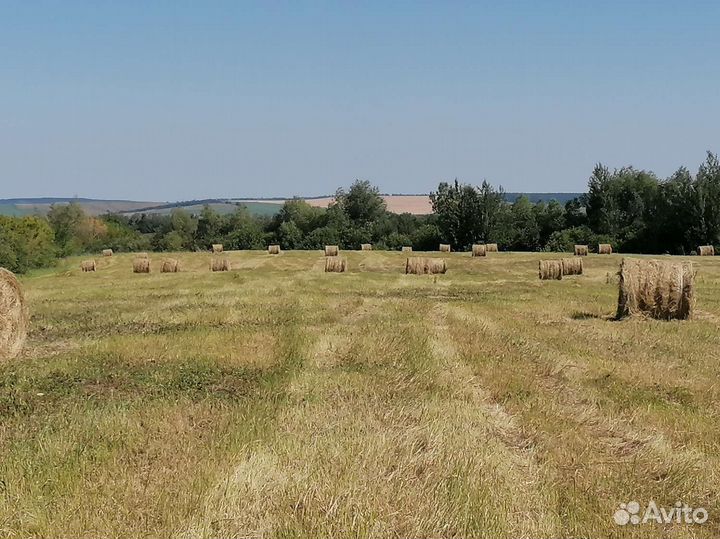 Сено в рулонах, луговое, суданка