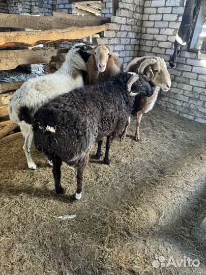 Плен бараны