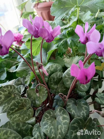 Альпийская фиалка цикламен