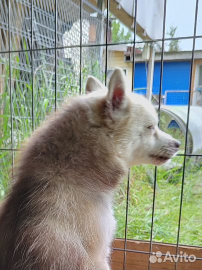 Мальчик помски