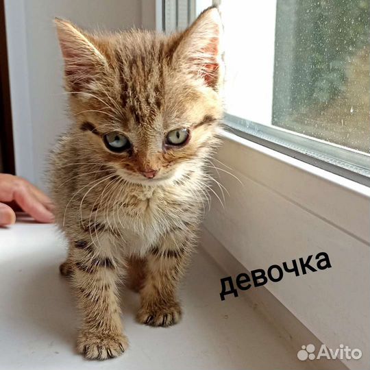 Чудо - котята