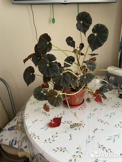 Комнатные растения цветы