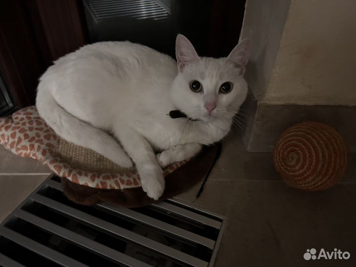 Девочки ищут дом