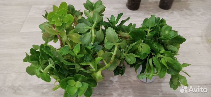 Каланхоэ махровые