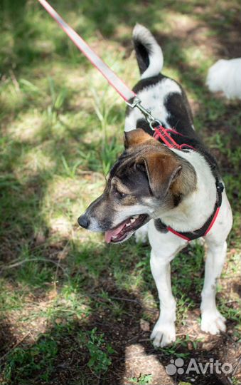 Щенок небольшого размера в добрые руки