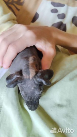 Морская свинка скинни