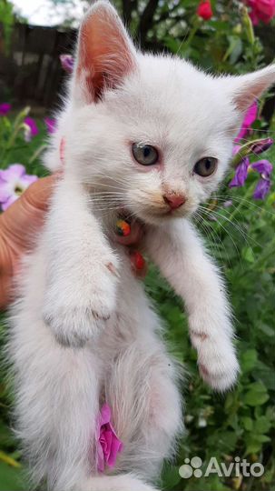 Котята