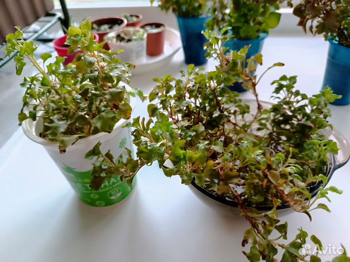 Альтернантера/Альтернатера