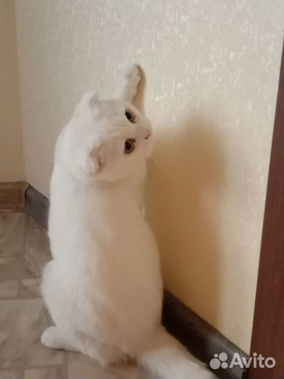 Отдам кошечку в добрые руки