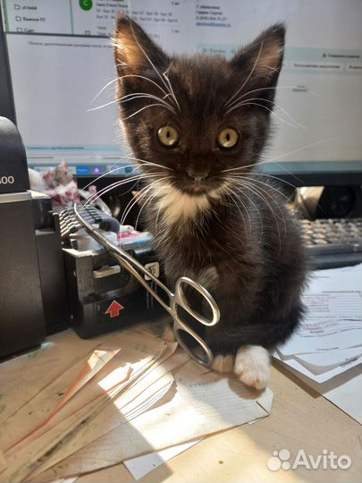 Котята в добрые руки бесплатно