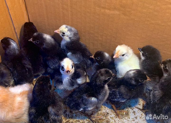 Цыплята