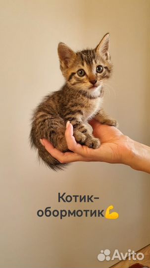 Очаровательные малыши в добрые руки