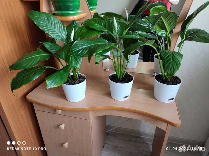 Спатифиллум