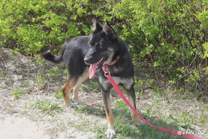 Небольшая собака