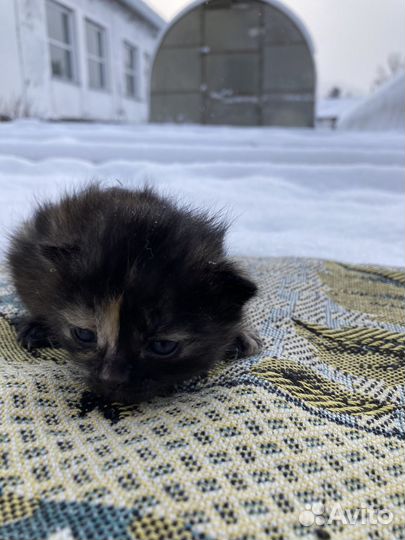 Кошки в добрые руки бесплатно
